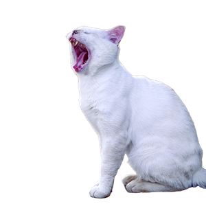 A White Cat Yawning While Sitting Outdoors On A Pavement, Capturing A Cute And Candid Moment. 18457 - Cat PNG image with transparent background